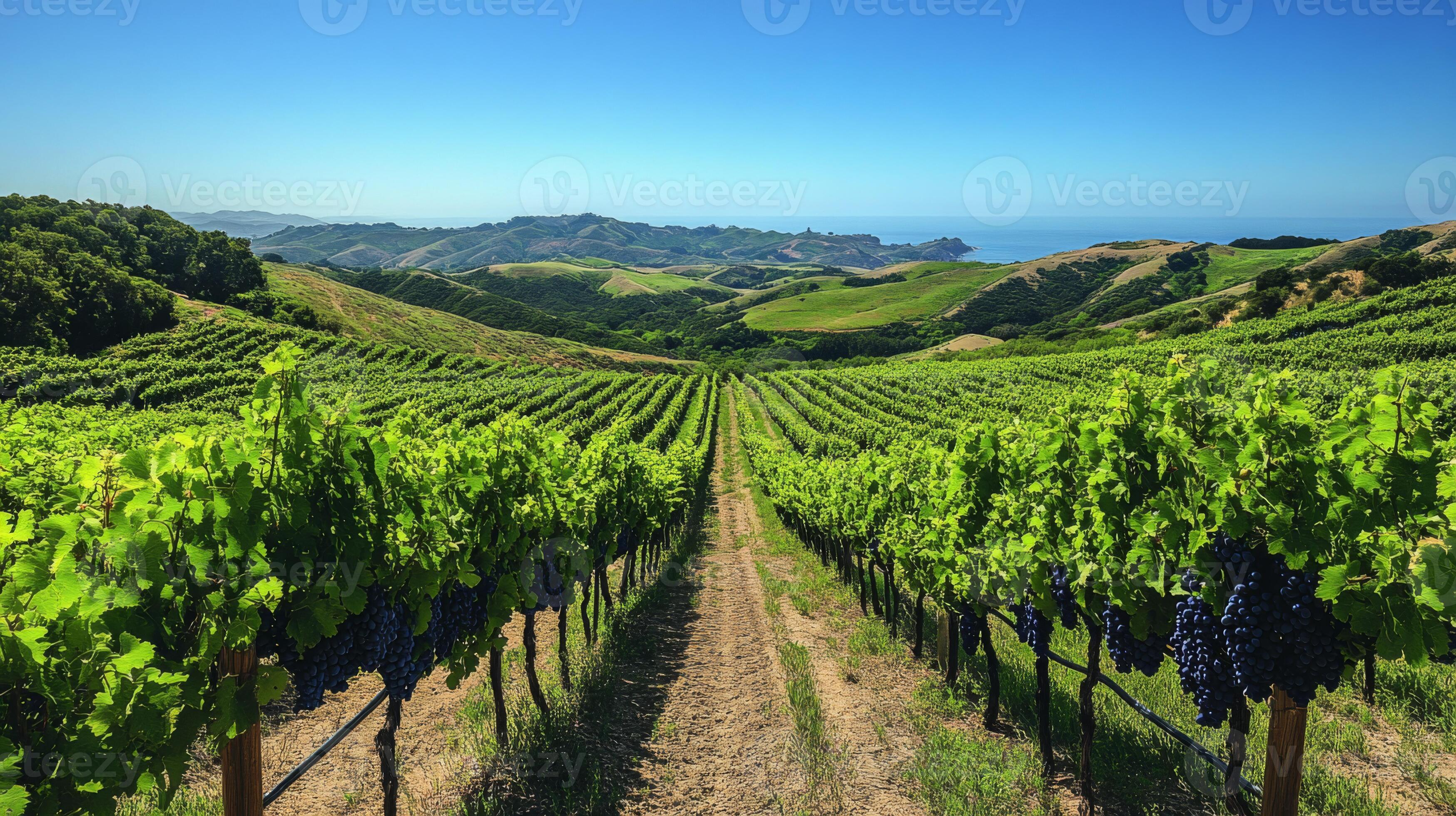 Beautiful vineyard rows stretching across hills