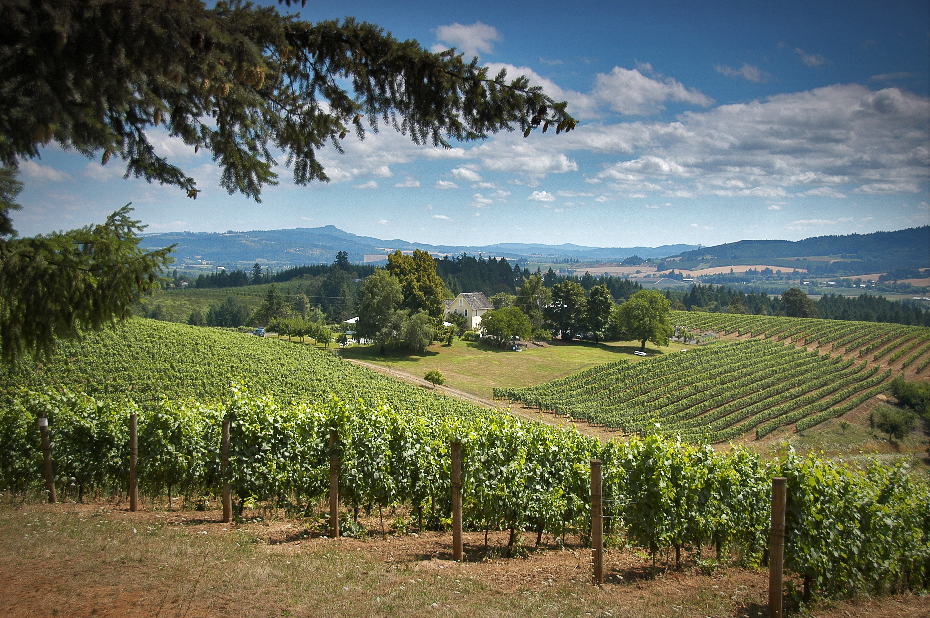 Beautiful winery with vineyard rows in the Pacific Northwest